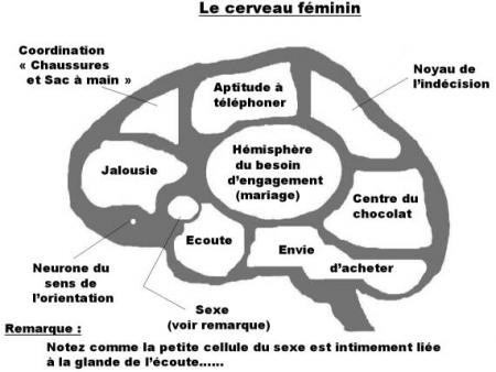 Le Cerveau féminin